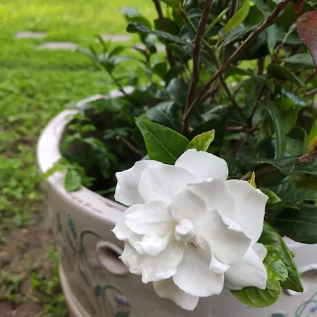 Gloria's Gardenia Retreat *